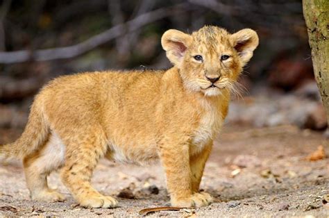 Pin by Mazef Anita on bébés animaux mignons | Baby animals funny, Lion cub, Small wild cats