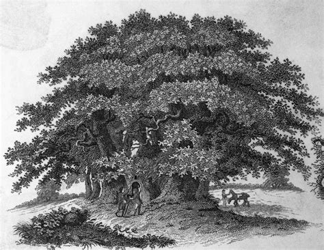 The American Chestnut Tree - Classic History