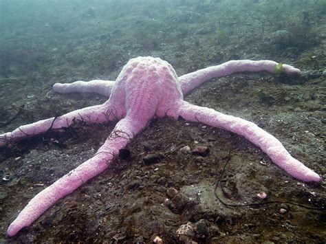 Giant Pink Star Pisaster brevispinus Photograph by Derek Holzapfel - Pixels