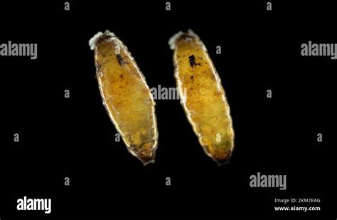 Colony Soil mites of the Acaridae family under a microscope. In an old cocoon of Stock Video ...