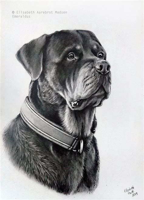 ArtStation - Rottweiler - Pencil drawing