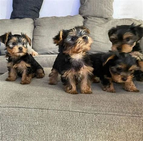 Free Yorkie puppies for Adoption