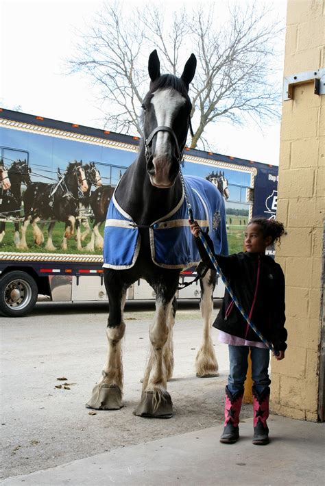 World Clydesdale Show: Good morning from Madison..