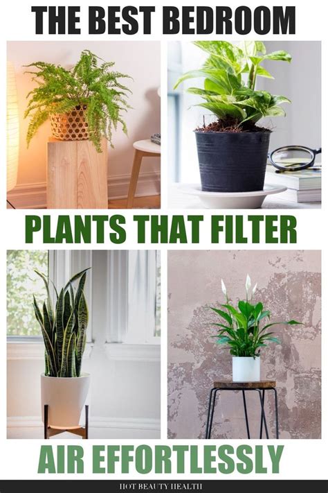 11 Bedroom Air Purifying Houseplants That Help You Breathe And Sleep ...