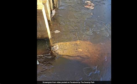 Video Shows Alligator Submerged In Frozen Pond In US. Here's Why