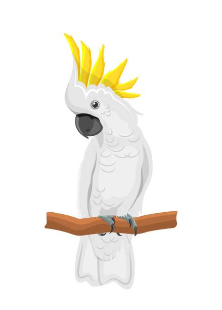 Cockatoo Illustrations, Royalty-Free Vector Graphics & Clip Art - iStock