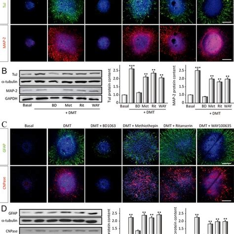 N,N-dimethyltryptamine (DMT) promotes stem cell differentiation toward ...