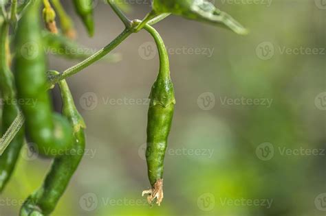 Green organic chili pepper on young plant at farm field, Harvest concept. 4976610 Stock Photo at ...