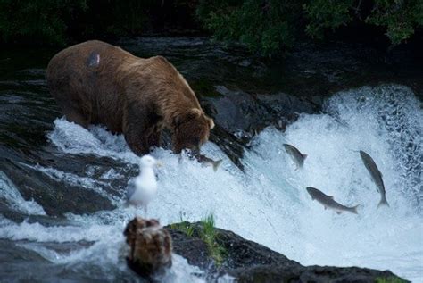 Brooks Falls (Katmai National Park and Preserve) - 2020 All You Need to Know BEFORE You Go (with ...