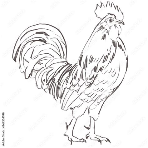 Line art pencil sketch of rooster bird Stock Illustration | Adobe Stock