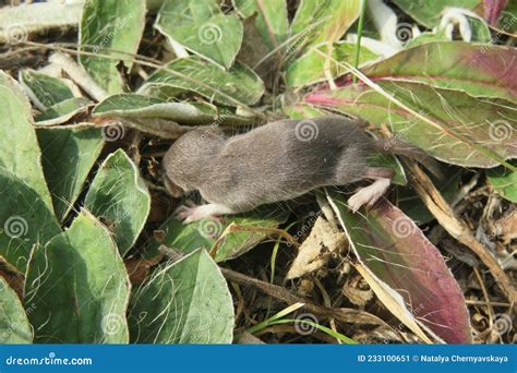 Baby Pygmy Shrew on Plant in the Garden Stock Image - Image of mouse, garden: 233100651