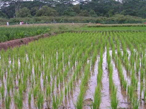 G8 rice plantation project meets Nigeria resistance