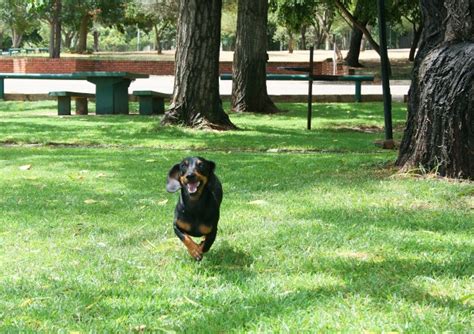 Happy Dog At Picnic Spot Free Stock Photo - Public Domain Pictures