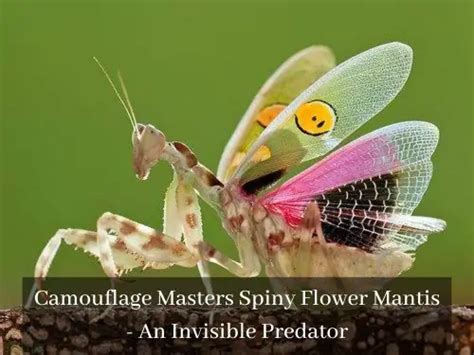 Camouflage Masters Spiny Flower Mantis - An Invisible Predator