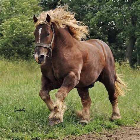 Sztumski , Polish draft horse Big Horses, All About Horses, Work Horses, Pretty Horses ...