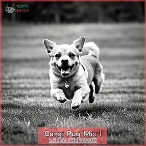 Corgi Pug Mix Facts: Get to Know Personality, Grooming, and More