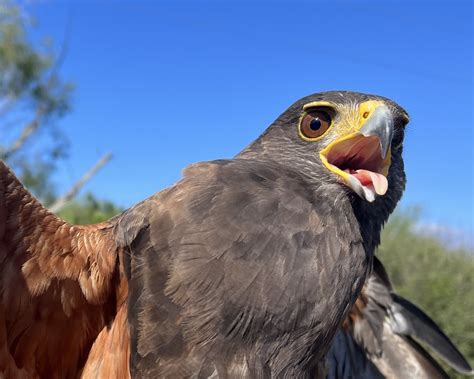 Harris's Hawk from Alice, TX, US on November 3, 2023 at 10:57 AM by Mike Stewart · iNaturalist