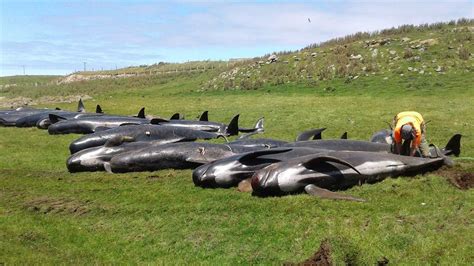 Mass pilot whale stranding at Chatham Islands: Media release 30 November