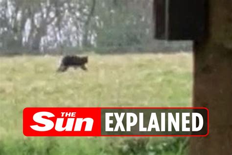 Big cat sightings in the UK - where have they been spotted and what are the latest theories ...