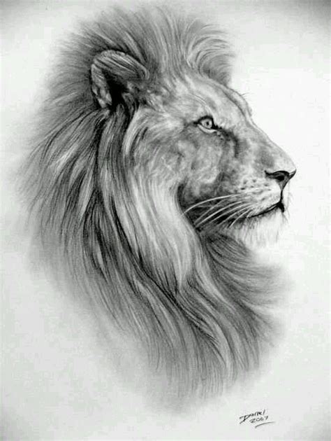 Lion by Darrel Bevin | Löwenzeichnung, Tierillustration, Löwe skizze