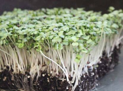 Microgreens - Epic Gardening