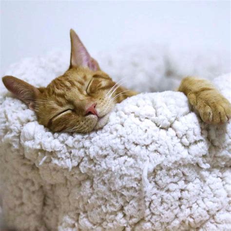 sleeping-cat-nap - Originalpeople