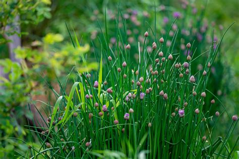 How to Grow Chives (Plant, Harvest, Preserve) — Homesteading Family