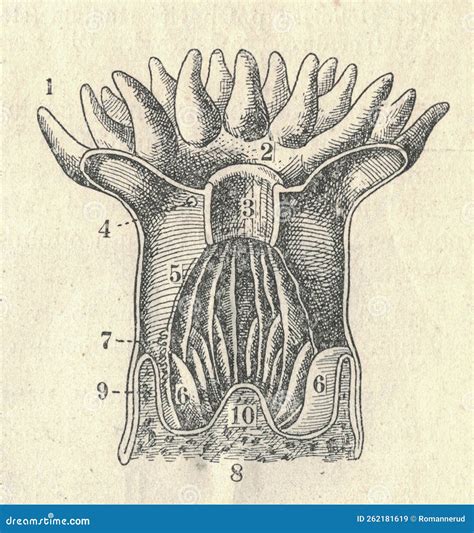 Anatomy of a Coral Polyp. Old Engraved Picture of the Coral Polyp. Book ...