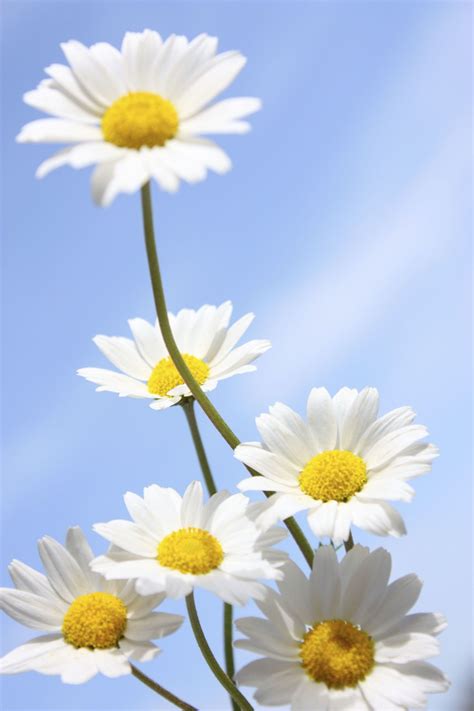 10 Nifty Things You Didn't Know About Daisies | Amazing flowers, Daisy, Flowers photography