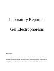 Gel Electrophoresis Lab Report.docx - Laboratory Report 4: Gel ...