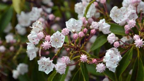 How To Grow Your Own Mountain Laurel Plant