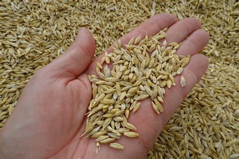 Griggs Dakota: AdFarm Barley Sold to Busch