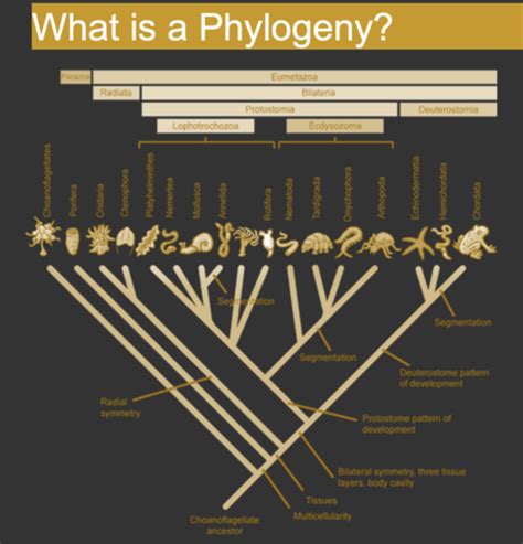 Molecular Evolution & Phylogenetics W7? Flashcards | Quizlet