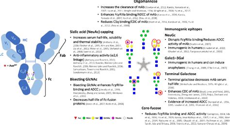 Antibody Fc Glycosylation. IgG requires N-glycosylation at Asn297 in... | Download Scientific ...