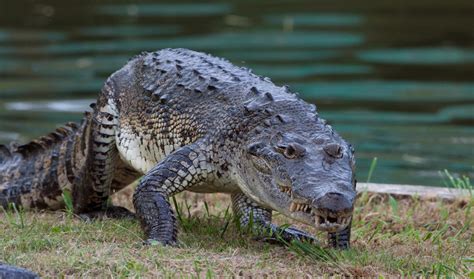 Mexican Crocodile Facts and Pictures | Reptile Fact