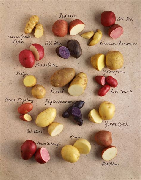 Potato Types (With images) | Potato varieties, Container potatoes, Types of potatoes