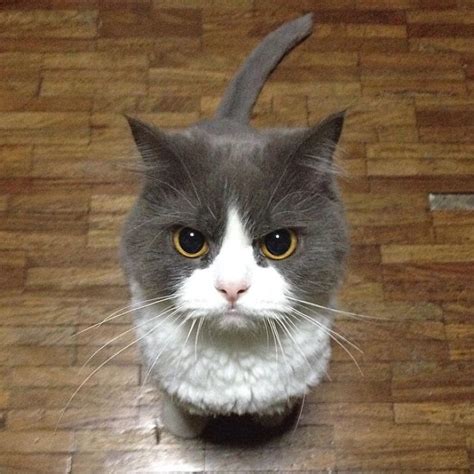 40 Times People Just Had To Snap A Pic Of Their Angry, But Cute Cats | Bored Panda