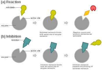 Competitive inhibition - Wikipedia