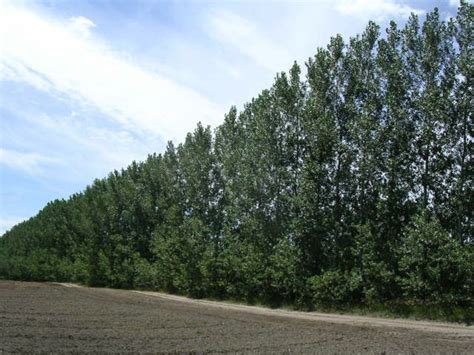 Timberland Game Management: Tree of the Week - Hybrid Poplar