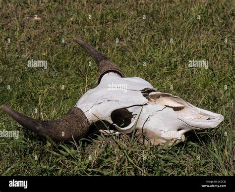 Bison skull hi-res stock photography and images - Alamy