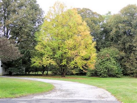 A GUIDE TO NORTHEASTERN GARDENING: Early Fall at Planting Fields Arboretum State Historic Park ...