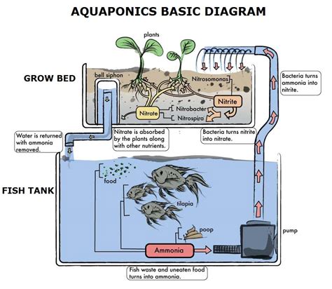 Aquaponics Farmers Band Together to Set Their Industry Apart | Civil Eats