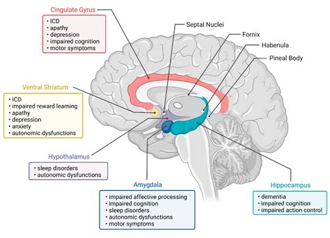 Brain Sciences | Free Full-Text | Imaging the Limbic System in Parkinson’s Disease—A Review of ...