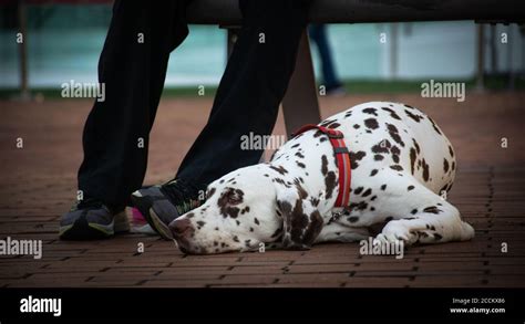 Closeup of a dalmatian dog with sad expression sitting beside his owner Stock Photo - Alamy