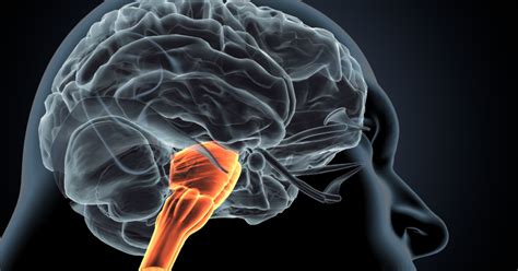 Snapshot: What is the Medulla Oblongata? - National Ataxia Foundation