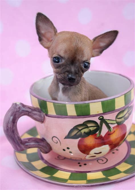 Teacup Chihuahuas and Chihuahua Puppies For Sale by TeaCups, Puppies & Boutique | Teacups ...