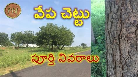 Neem tree/ vepa chettu (వేప చెట్టు) full information (Plant Info. # 2 ...