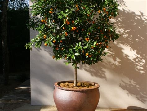 ☑ quel arbre fruitier en pot pour terrasse