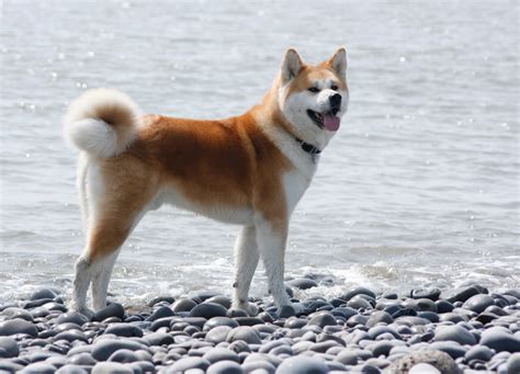 55 Droll Akita Inu Breeders Canada Picture HD - Bleumoonproductions