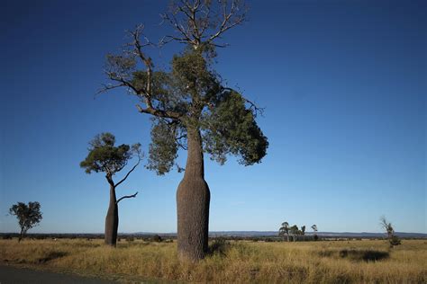 Chinchilla, Queensland Hotel - White Gums Motor Inn